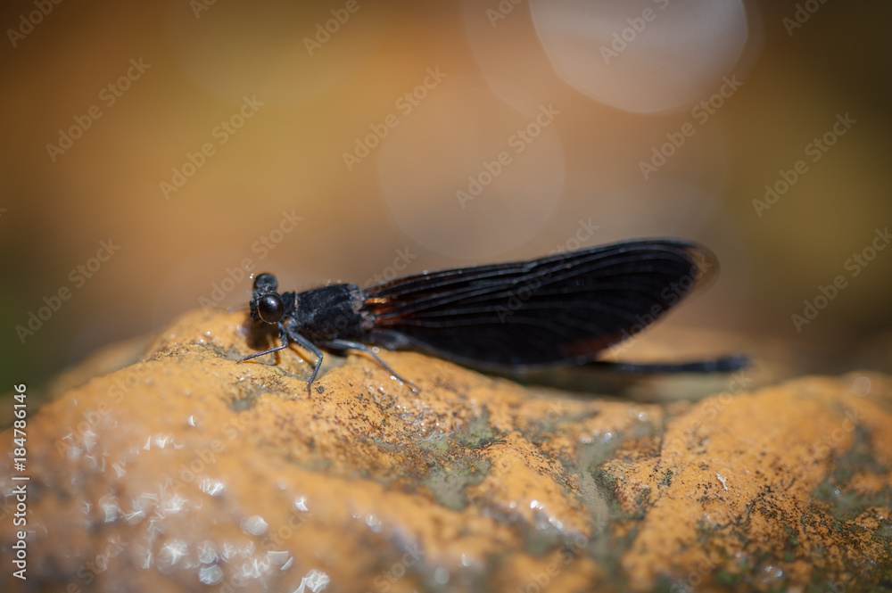 Obraz premium Black dragonfly