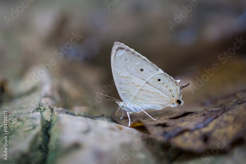  White butterfly
