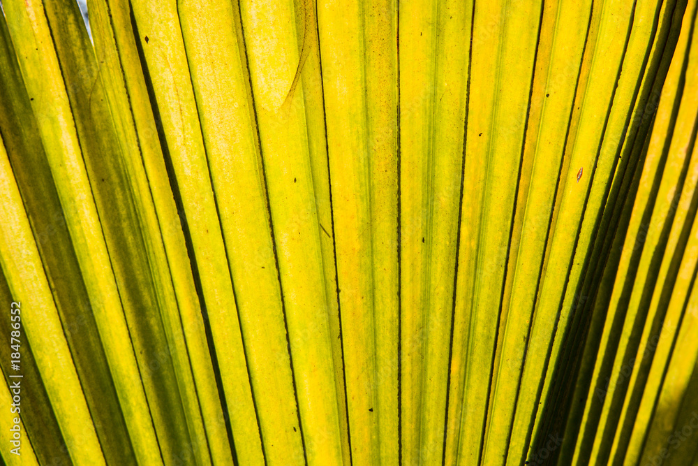Sunny palm tree leaf close-up