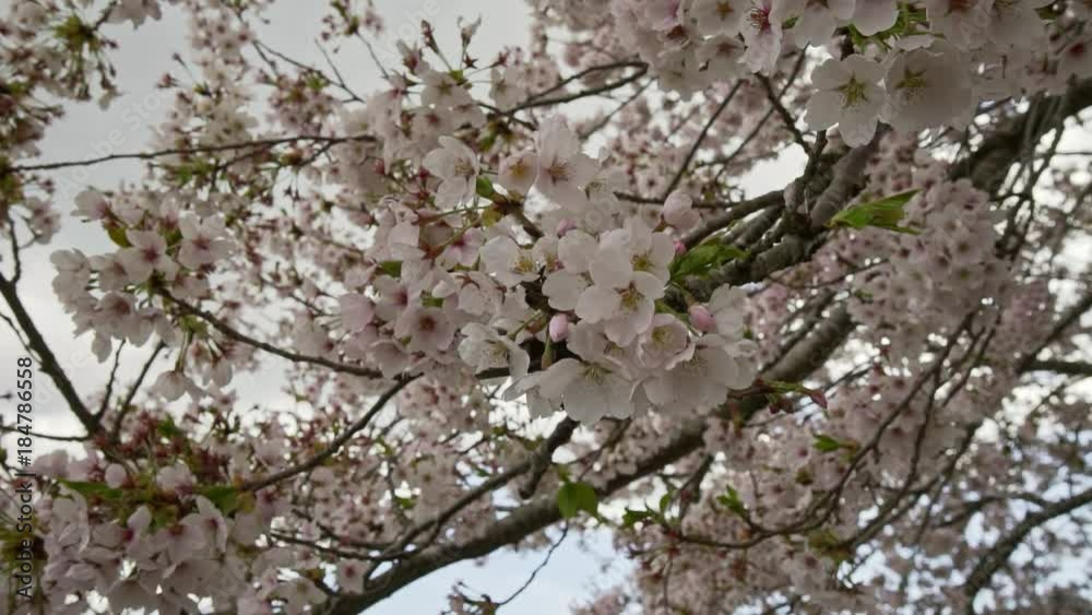 宮城県 平筒沼の桜 Cherry blossoms in Byoudounuma Japan 宮城県 平筒沼の桜 Cherry blossoms in Byoudounuma Japan