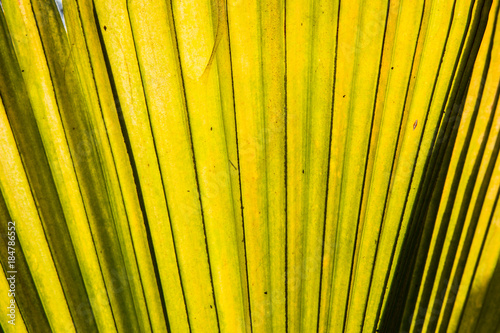 Obraz na płótnie Sunny palm tree leaf close-up w salonie
