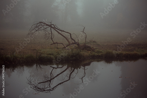 Knorriger Baum spiegelt sich