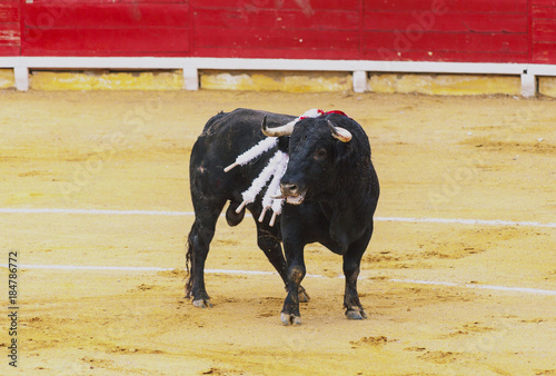 A wounded bull, with peaks in the back. Corrida. A large Spanish bull fighting.