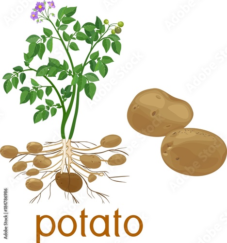 Flowering potato plant with root system and tubers on white background