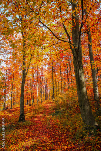 Autumn trees © Valiphotos