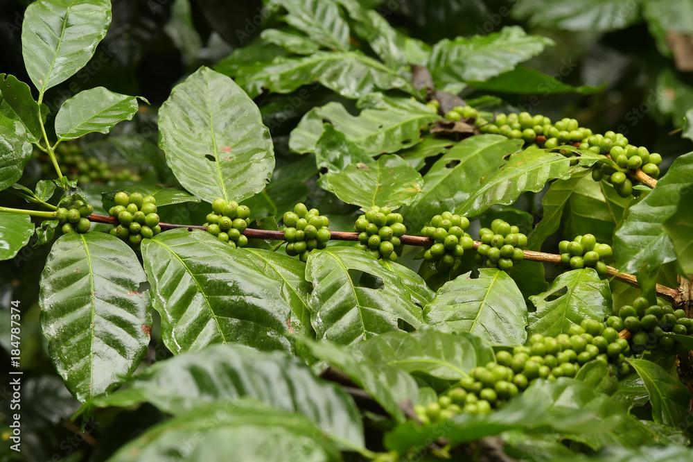Green coffee beans on stem.