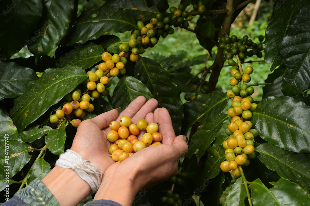 Coffee beans ripening on a tree.