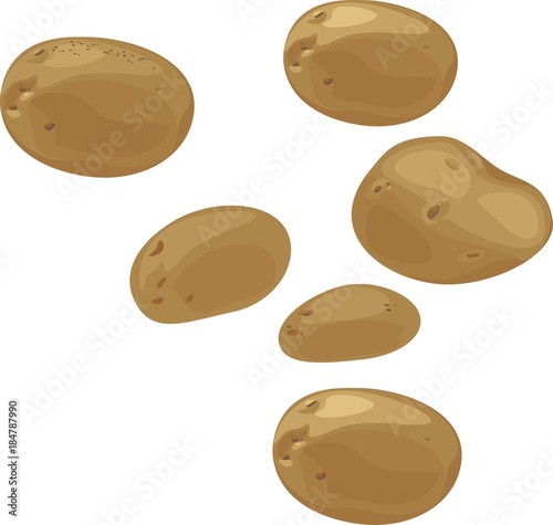 Unpeeled potato tubers on white background