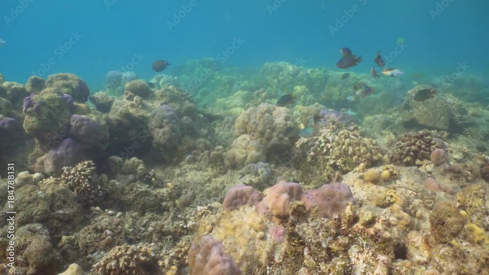 Tropical fish on coral reef. Wonderful and beautiful underwater world with corals and tropical fish. Hard and soft corals. Diving and snorkeling in the tropical sea. Travel concept. 4K video. Tropical fish on coral reef. Wonderful and beautiful underwater world with corals and tropical fish. Hard and soft corals. Diving and snorkeling in the tropical sea. Travel concept. 4K video.