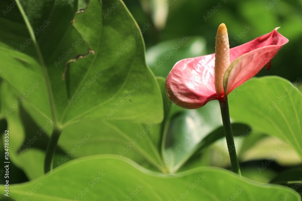 Flamingo flower in nature