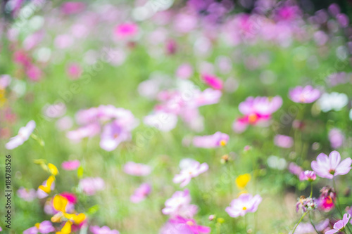 Colorful background blurred flowers