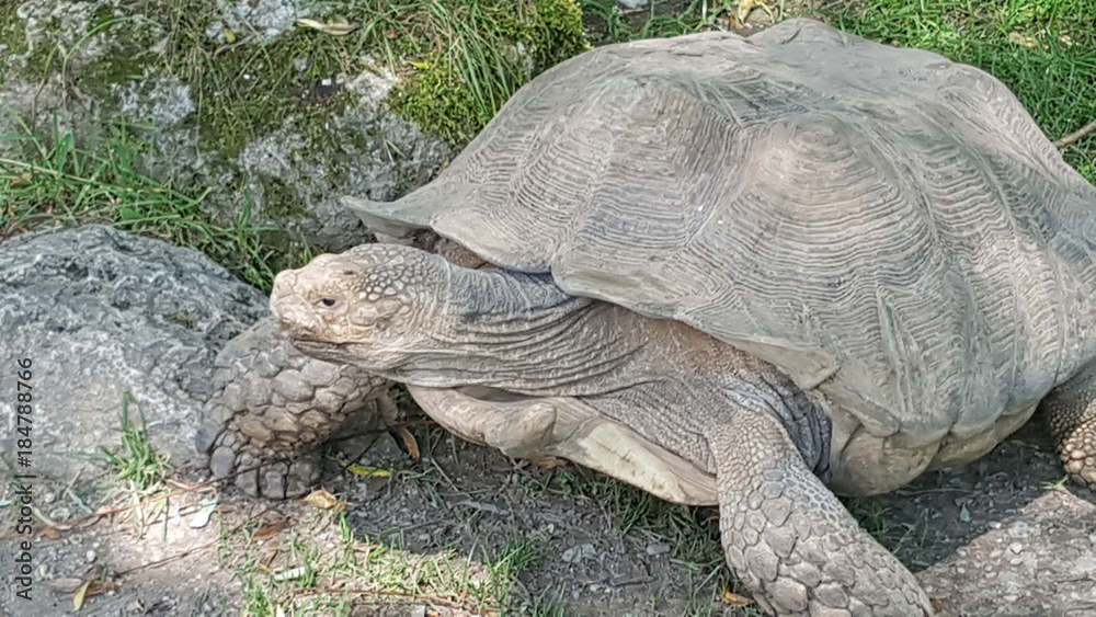 Naklejka premium Schildkröte