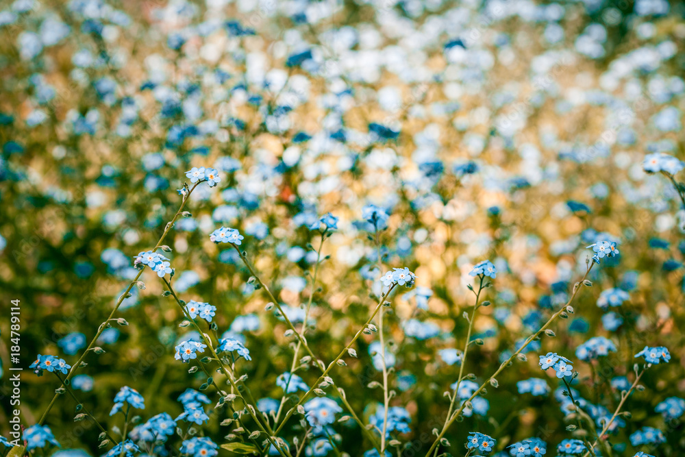 Beautiful forget me not flowers in summer on blurred background