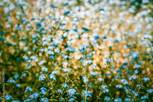 Beautiful forget me not flowers in summer on blurred background
