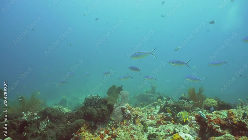 Fish and coral reef. Dive, underwater world, corals and tropical fish. Bali,Indonesia. Diving and snorkeling in the tropical sea. Wonderful and beautiful underwater world with corals and tropical fish Fish and coral reef. Dive, underwater world, corals and tropical fish. Bali,Indonesia. Diving and snorkeling in the tropical sea. Wonderful and beautiful underwater world with corals and tropical fish