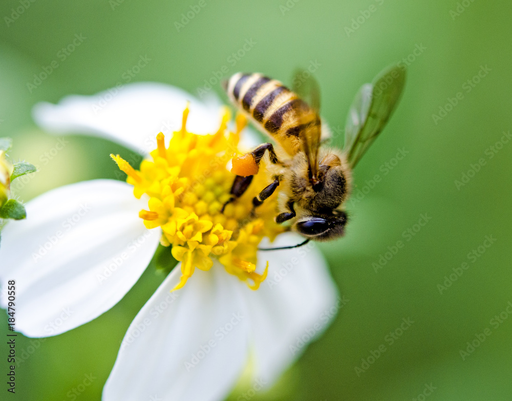 bee on flower bee on flower