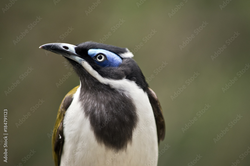 Naklejka premium blue faced honeyeater