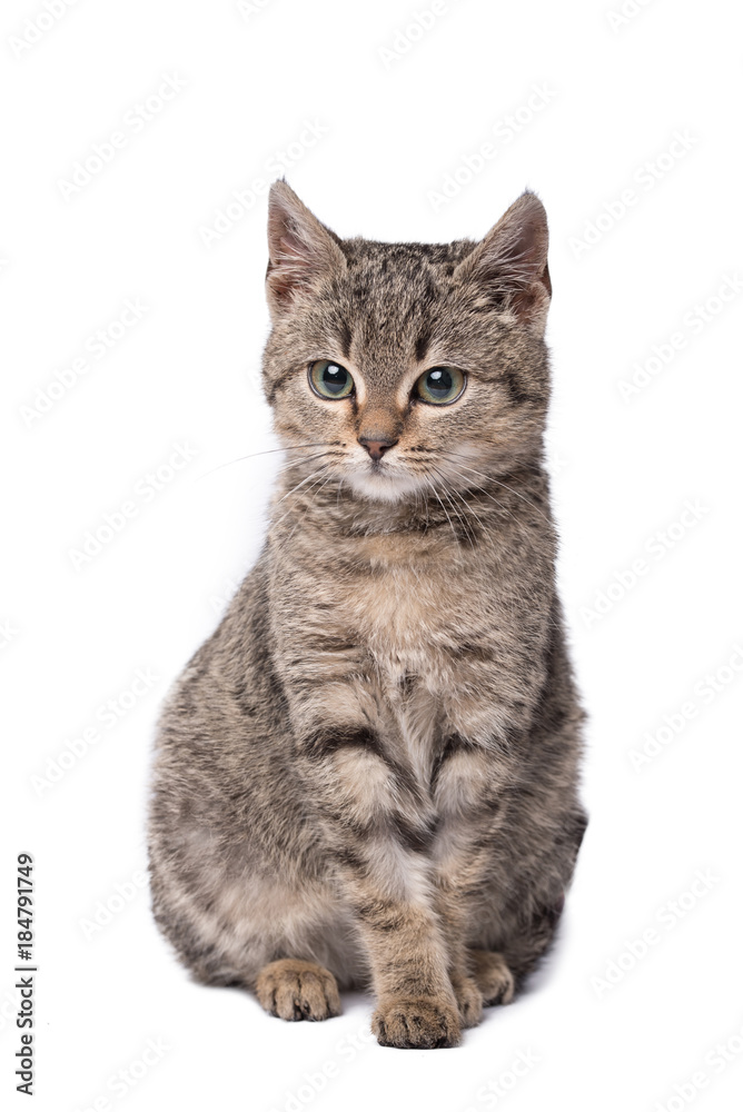 Adorable cat isolated on a wooden background