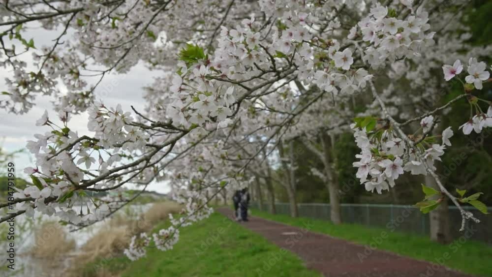 宮城県 平筒沼の桜 Cherry blossoms in Byoudounuma Japan 宮城県 平筒沼の桜 Cherry blossoms in Byoudounuma Japan