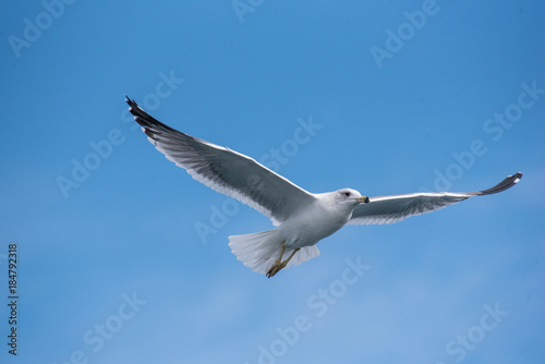 Seagulls are flying in sky over the sea