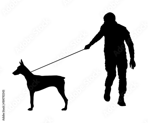 Owner keeps the Doberman pincher champion dog on the leash, vector silhouette illustration isolated. Dog show exhibition. Finder detects explosives and drugs. Rescue activity dog for finding survive. 