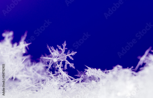 Fototapeta Naklejka Na Ścianę i Meble -  natural snowflakes on snow, photo real snowflakes during a snowfall
