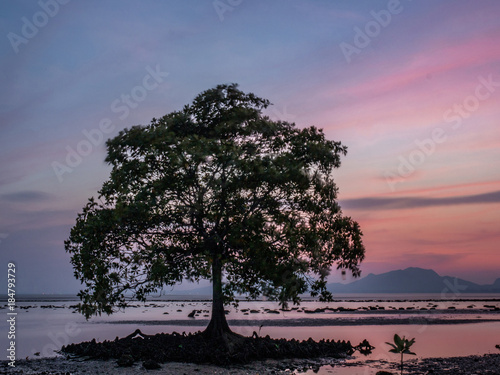 stand alone tree at the beach at the evening