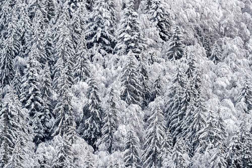 France, snowy trees in the french alps nearby The Grand Bornand ski resort