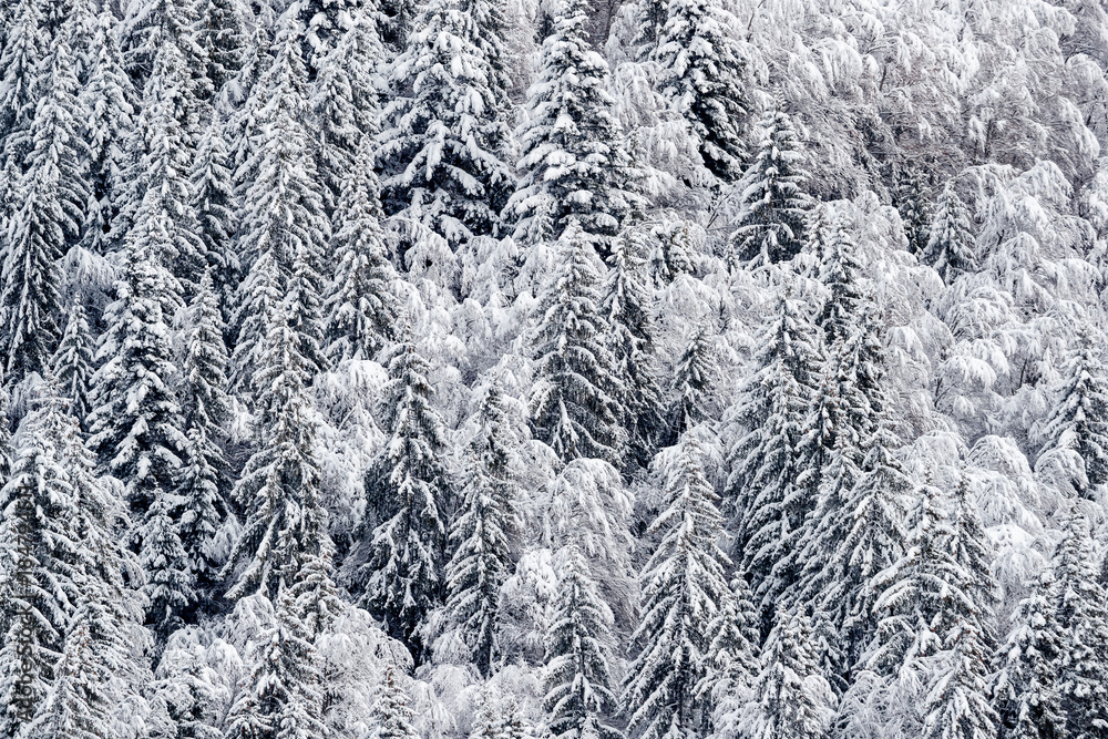 France, snowy trees in the french alps nearby The Grand Bornand ski resort France, snowy trees in the french alps nearby The Grand Bornand ski resort