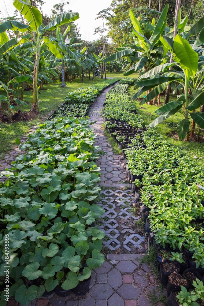 Walkway on green grassy