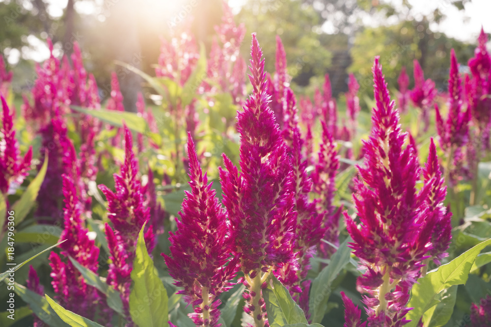 Deep Pink celosia with sun shining through. Deep Pink celosia with sun shining through.