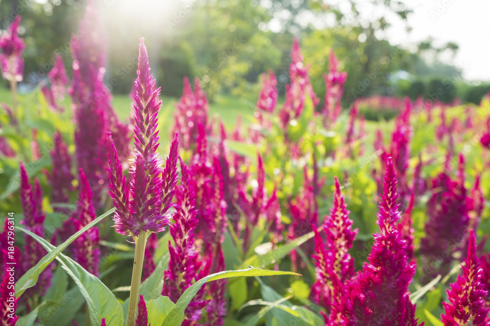 Deep Pink celosia with sun shining through. Deep Pink celosia with sun shining through.