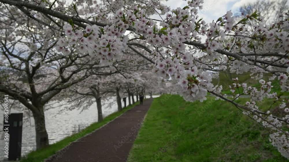 宮城県 平筒沼の桜 Cherry blossoms in Byoudounuma Japan 宮城県 平筒沼の桜 Cherry blossoms in Byoudounuma Japan
