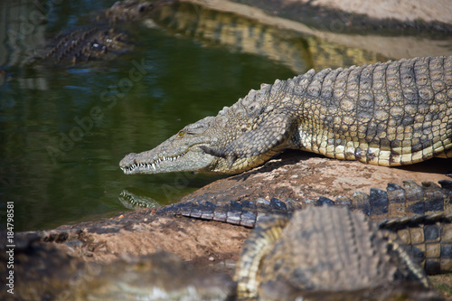 Nile crocodile goes from the shore into the water