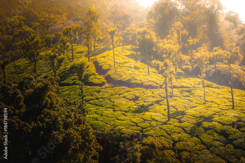 Coonoor, green field, tea plantation. Nilgiri mountain railway India Munnar