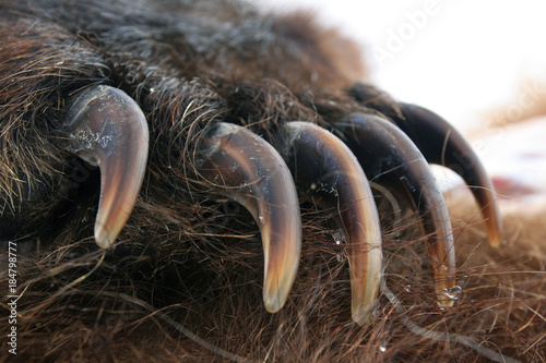 Claws on the paw of the Russian grizzly bear