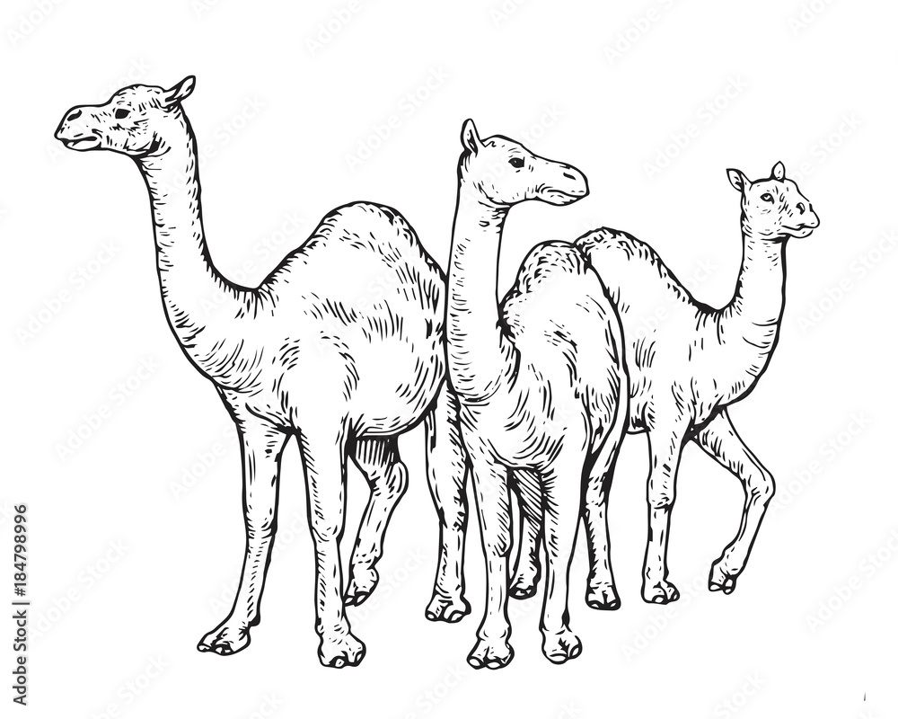 Vintage Hand Drawing Muslim Animal Qurban Group Sketch - Camel ...