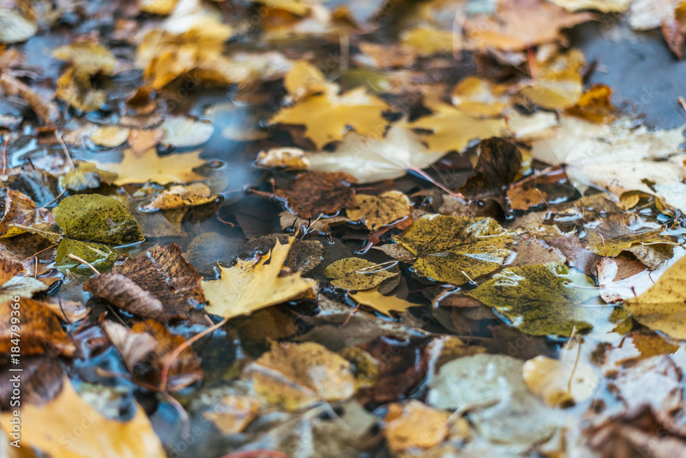 Multicolored wet leaves after a rain. Autumn milking. In the puddle the foliage is wet. Beautiful background of leaves on the ground. Brown orange foliage. Multicolored wet leaves after a rain. Autumn milking. In the puddle the foliage is wet. Beautiful background of leaves on the ground. Brown orange foliage.