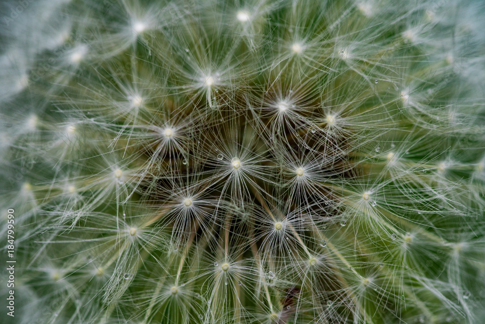 Closeup of a overblown dandelion flower Closeup of a overblown dandelion flower