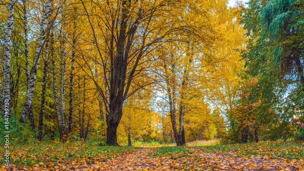Autumn forest. Beautiful background, park in bright leaves. Road in the forest on a sunny afternoon. Green and orange nature background after the rain. The road is strewn with leaves of green grass. Autumn forest. Beautiful background, park in bright leaves. Road in the forest on a sunny afternoon. Green and orange nature background after the rain. The road is strewn with leaves of green grass.