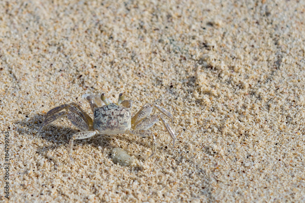 crab on the sand coast of the Caribbean Sea