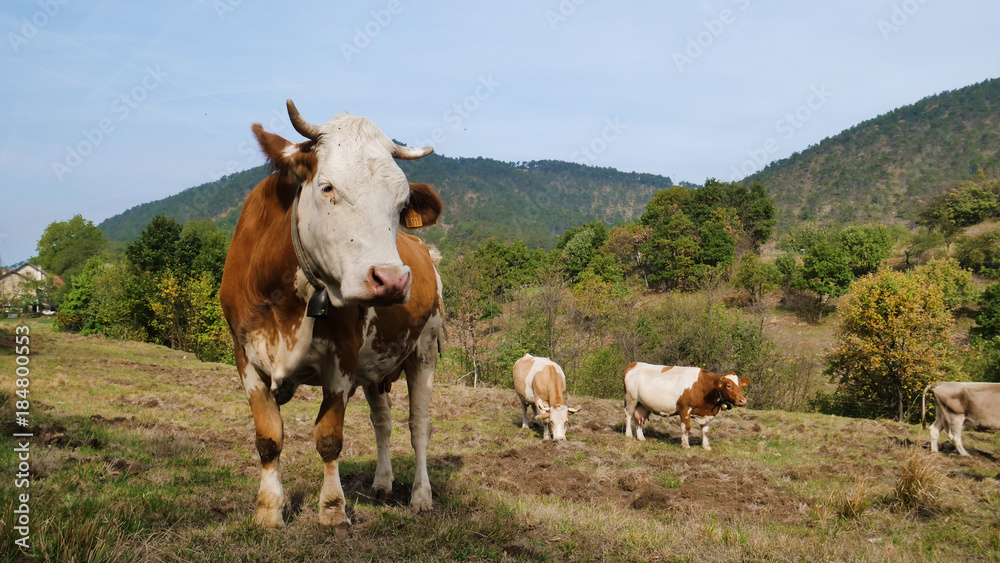 Close-up of a cow grazing, eating grass immersed in the nature that looks into the room. Concept of: nature, milk, tradition, healthy foods, vegan
