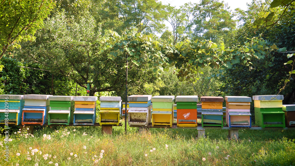 The beekeeper looks after bees, honeycombs, a lot of honey, in a protective beekeeper's beast. Concept: bee hive, pure natural product, useful product, yellow golden honey, swarm of bees, hardworking The beekeeper looks after bees, honeycombs, a lot of honey, in a protective beekeeper's beast. Concept: bee hive, pure natural product, useful product, yellow golden honey, swarm of bees, hardworking