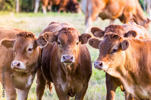 Parthenaise cow from The Charente, France