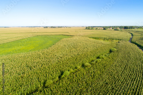Aerial view of the rice field from drone