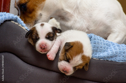 Beautiful new born jack russel terrier puppies, sleep sweetly in a downy bed. Blur background and a small depth of field.