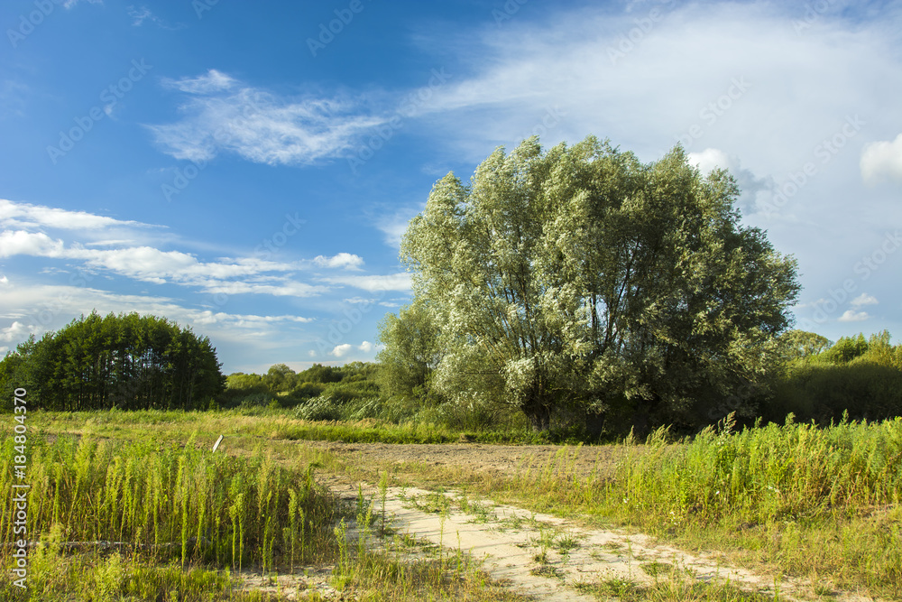 Big willow on a wild meadow and blue sky Big willow on a wild meadow and blue sky