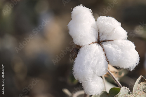 fiber cotton, charkilik-china photo