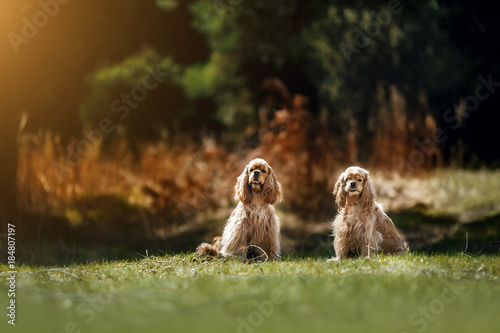 Φωτογραφία American Cocker Spaniel in park