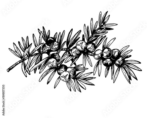 Graphic the branch of Juniper plant (Juniperus communis) with berries and leaves. Fresh juniper fruits. Black and white outline illustration hand drawn painting. Isolated on white background.